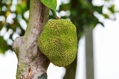 SE公布狼人杀游戏《欺杀旅社》 将在Steam开启封测